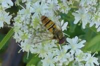 Episyrphus balteatus