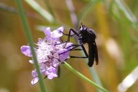 Dasypogon diadema