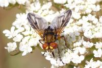 Ectophasia crassipennis
