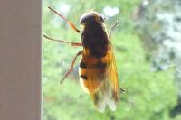Volucella zonaria