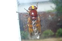 Volucella zonaria