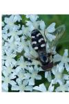 Scaeva pyrastri