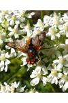 Ectophasia crassipennis
