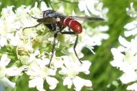 Cylindromyia bicolor