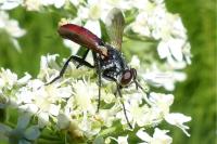 Cylindromyia bicolor