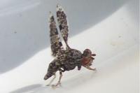 Callopistromyia annulipes