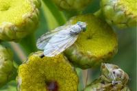 Acanthiophilus helianthi