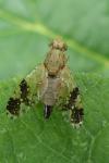 Tephritis bardanae