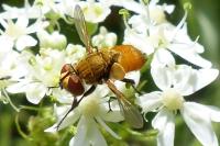 Clytiomya