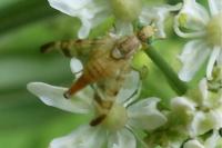Terellia tussilaginis