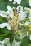 Terellia tussilaginis