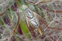 Terellia longicauda