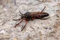 Dasypogon diadema