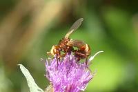 Sicus