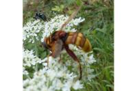 Milesia crabroniformis