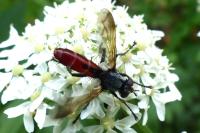 Cylindromyia bicolor