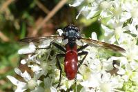 Cylindromyia bicolor