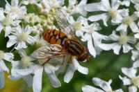 Parhelophilus versicolor