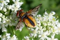 Ectophasia crassipennis