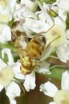 Terellia tussilaginis