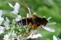 Eristalis pertinax