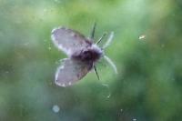 Clogmia albipunctata