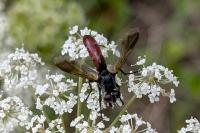 Cylindromyia bicolor