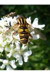 Helophilus pendulus