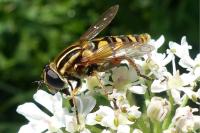 Helophilus pendulus