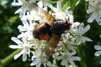 Tachina fera