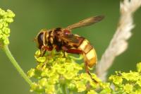 Milesia crabroniformis