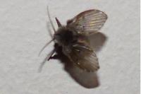 Clogmia albipunctata