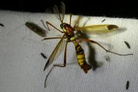 Ctenophora ornata
