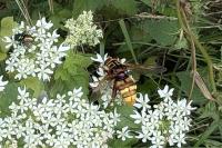 Milesia crabroniformis