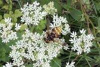 Milesia crabroniformis