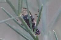 Plioreocepta poeciloptera