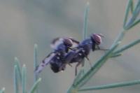 Plioreocepta poeciloptera