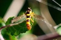 Sphaerophoria scripta