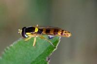 Sphaerophoria scripta