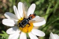 Cylindromyia bicolor