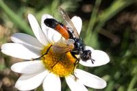 Cylindromyia bicolor