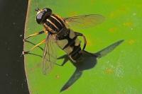 Helophilus pendulus