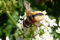 Ectophasia crassipennis