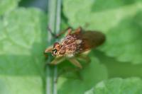 Scathophaga stercoraria