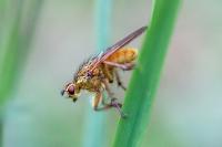 Scathophaga stercoraria