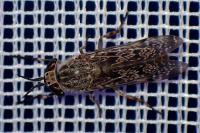 Haematopota italica