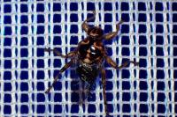 Hippobosca equina