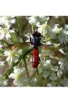 Cylindromyia bicolor