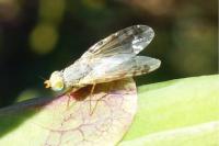 Acanthiophilus helianthi