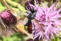 Cylindromyia bicolor